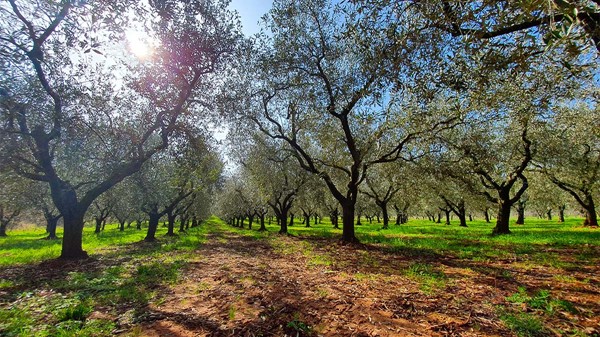 Al Torcio Prerada Maslinovog Ulja 013