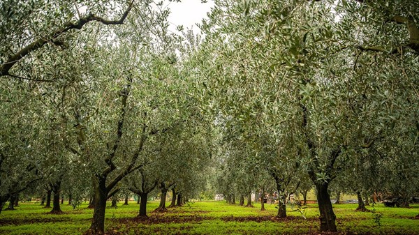 Maslinici Al Torcio Novigrad