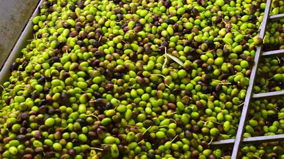 Butik-uljara iz Novigrada koja proizvodi “jestivo zlato”